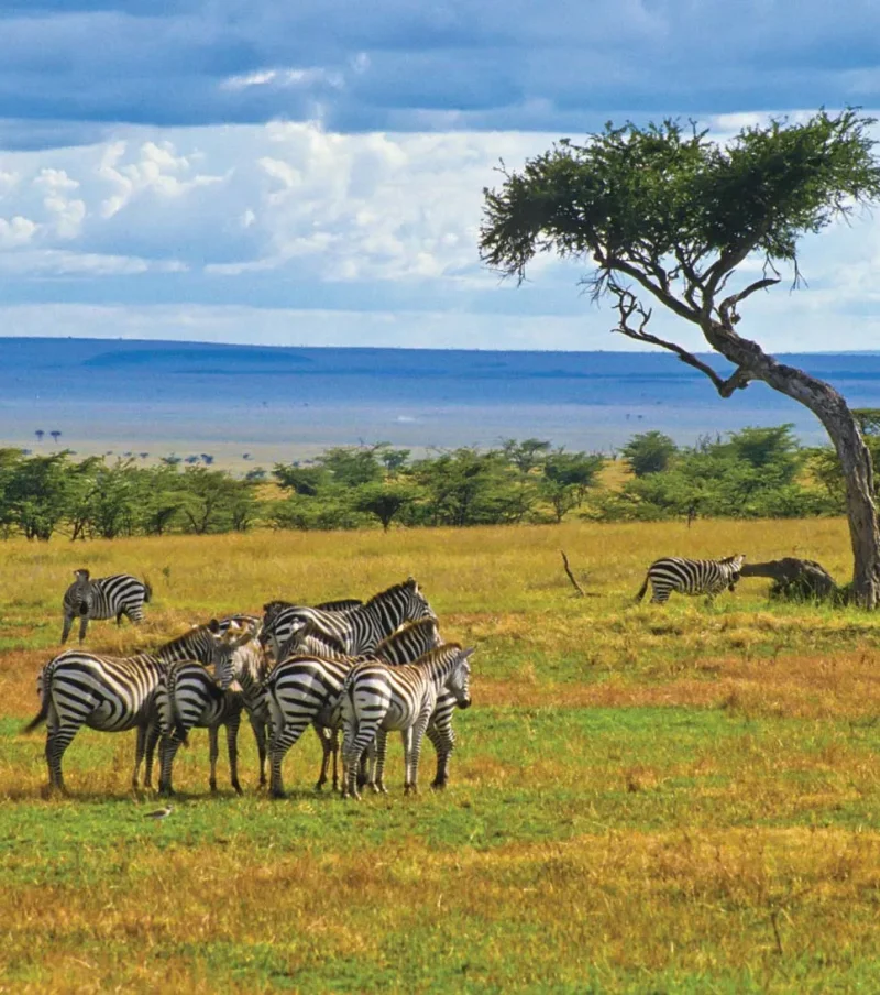 TOUR KENYA: THIÊN ĐƯỜNG HOANG DÃ CHÂU PHI